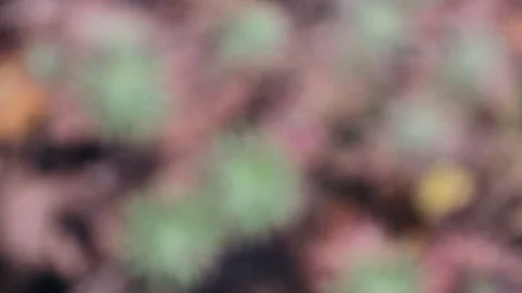 Young pine sprig at autumn Stock Footage 70802123