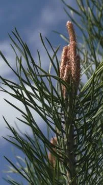 Young pine in spring Stock Photos