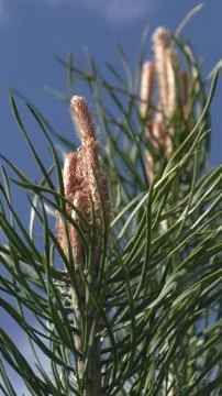 Young pine in spring Stock Photos