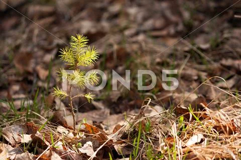 Young pine sprout in spring forest Stock Photos