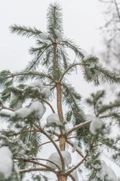 Young pine thriving. Sapling rising amidst winter landscape. Resilient pine.. Stock Photos