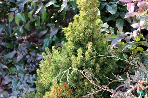 Young pine tree against the background of a mahonia bush in the garden Stock Photos