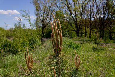Young pine tree on the background of a deciduous forest Stock Photos