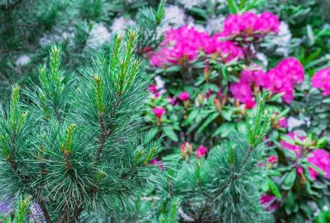 Young pine tree on a background of pink rhododendrons. Stock Photos