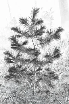 Young pine tree in black and white sketch style Stock Photos