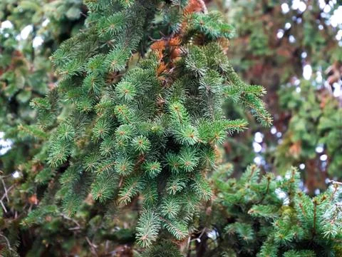 Young pine tree branch background Stock Photos
