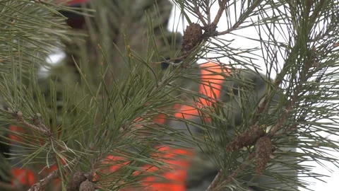 Young Pine Tree Branch Close-up in the Sun Rays Video stock 306397508