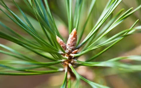 Young pine tree branch close view Stock-Fotos