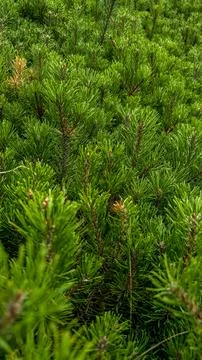 Young Pine Tree Branch In Forest. Evergreen Coniferous. Pan. Vertical photo Stock-Fotos