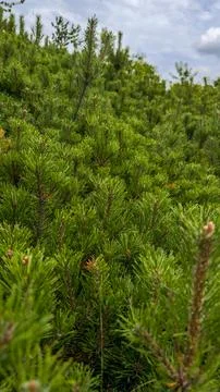 Young Pine Tree Branch In Forest. Evergreen Coniferous. Pan. Vertical photo Stock Photos