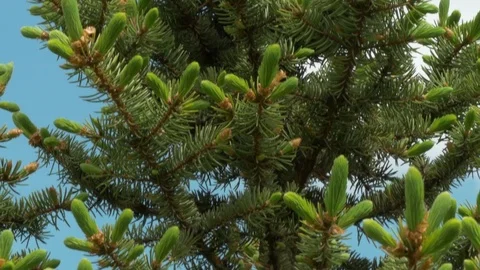 Young Pine Tree Branch In Park Motion Video stock 76181414