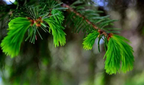 Young pine tree branch Stock Photos