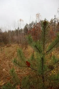 Young pine tree branches with dew drops and dry oak leaf in autumn forest Stock Photos