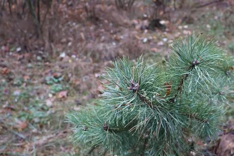 Young pine tree branches growing in autumn forest Stock Photos