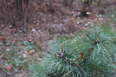 Young pine tree branches growing in autumn forest Stock Photos