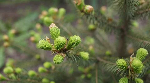 Young Pine Tree Buds Close-Up Stock Photos