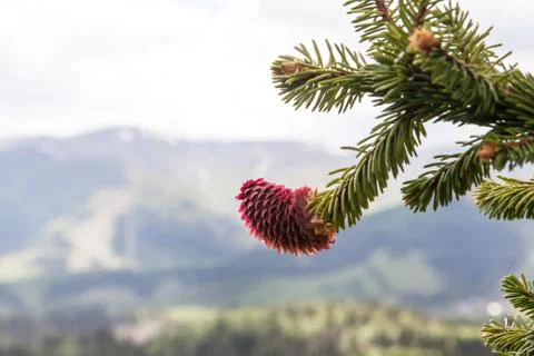 Young pine tree buds Stock Photos