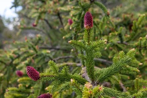 Young pine tree buds Stock Photos