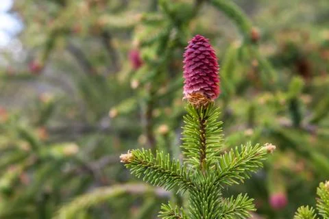 Young pine tree buds Foto stock