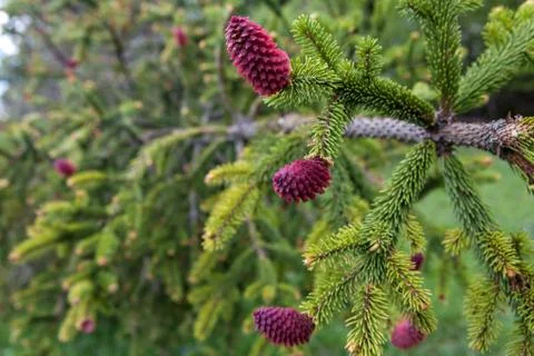 Young pine tree buds Stock Photos