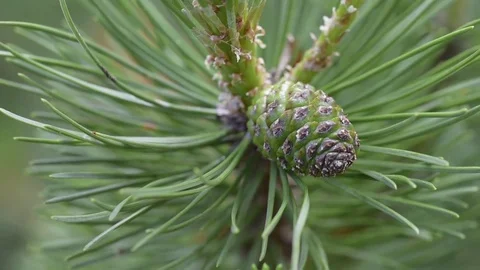 Young pine tree, close-up. Stock Footage 76587733