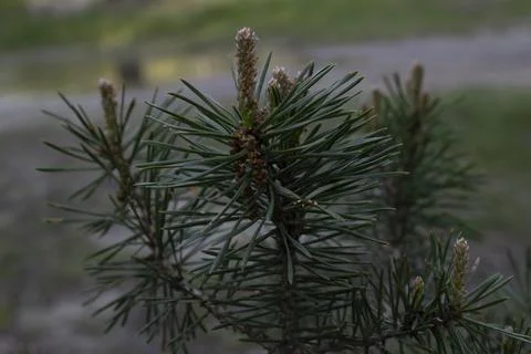 Young pine tree in a coniferous forest Stock-Fotos