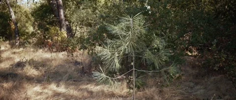 Young pine tree on dry grass in the forest Stock Footage 318935990