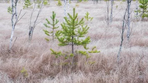 Young pine tree in dry grass in swamps Stock Photos