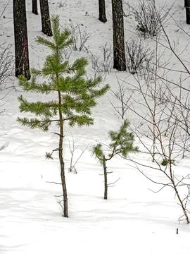 A young pine tree in fluffy snow Stock Photos