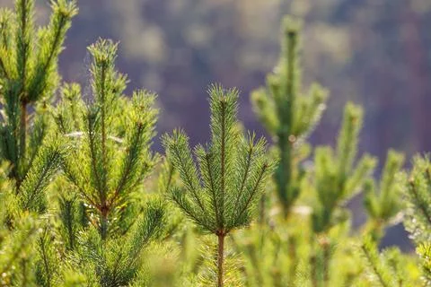 Young pine tree in forest Poland Stock Photos