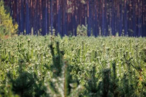 Young pine tree in forest Poland Stock Photos