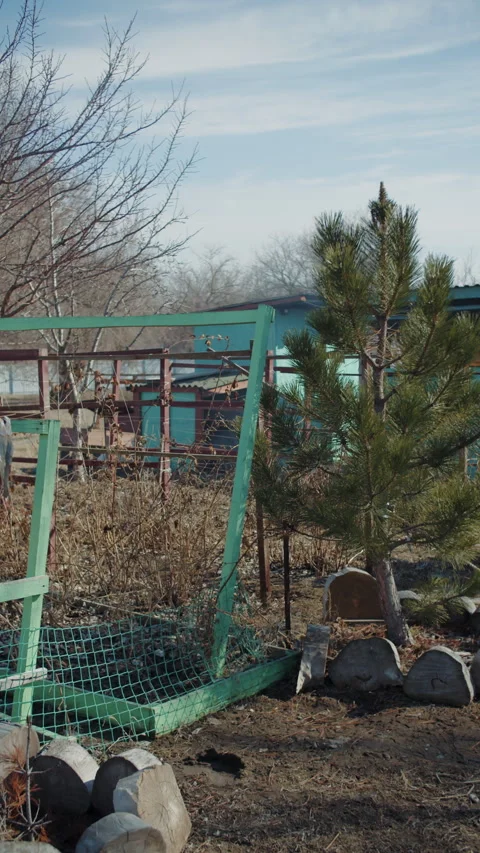 Young pine tree in front of rural house in early spring Stock Footage 307046669