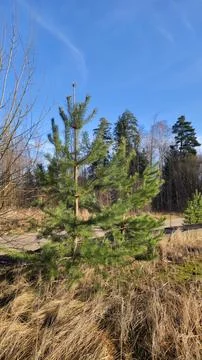 Young pine tree in grassy terrain Stock Photos