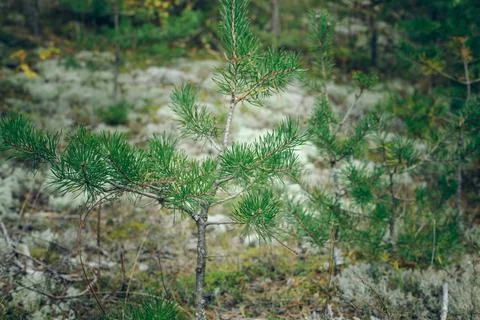 A young pine tree with gray moss and needles grows in the pine forest. Stock Photos