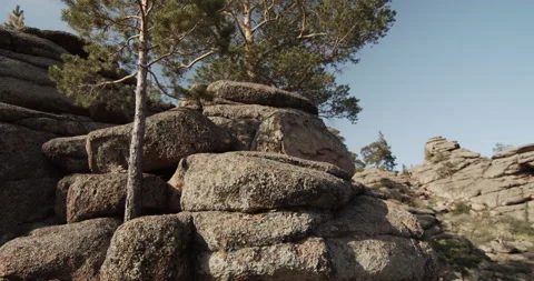 Young pine tree grow among the rocks on a sunny summer day. Stock Footage 139443474