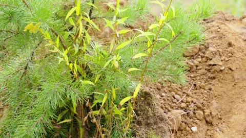 Young pine tree growing beside sandy soil mound Stock Footage 347456044