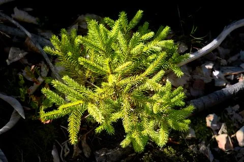 Young pine tree growing in forest sunlight. Foto stock