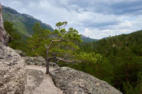 A young pine tree growing on a rock Stock Photos
