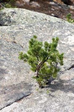 A young pine tree growing on a rock Stock Photos