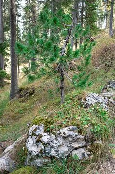 Young pine tree growing on a rock in a forest Stock Photos
