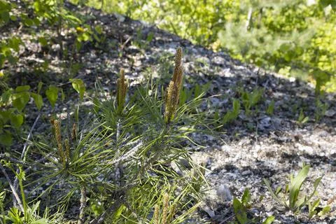 Young pine tree growing on the slope Stock Photos
