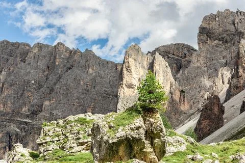 Young pine tree growing on a stone in the gorge of the Italian Dolomites in P Stock Photos