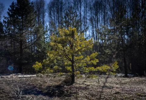 A young pine tree grows in a clearing surrounded by forest. A small lush Stock Photos