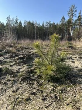 Young pine tree grows in sandy soil with forest background on a clear sunny day  Stock Photos