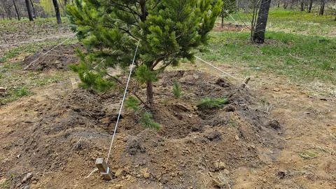 A young pine tree in the hole is fixed to the ground with cables Stock Photos