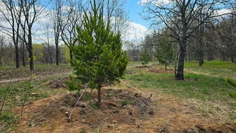 A young pine tree in the hole is fixed to the ground with cables Stock Photos