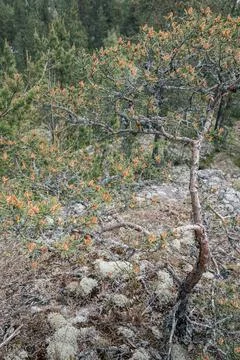 Young pine tree with many new cones in a coniferous forest Stock Photos