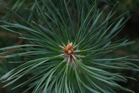 Young pine tree needles and small buds growing in the forest Stock Photos