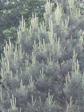 Young pine tree with new spring shoots. Stock Photos