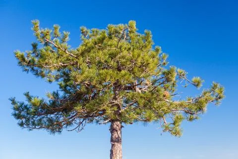 Young pine tree over blue sky background Stock Photos